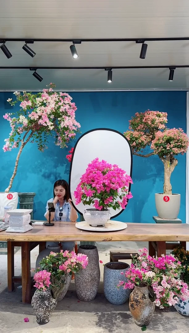 全部花朵金心双色三角梅