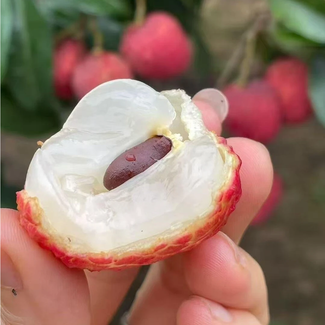 仙进奉广西桂平麻垌老树新鲜荔枝小核肉厚现摘现发冷链