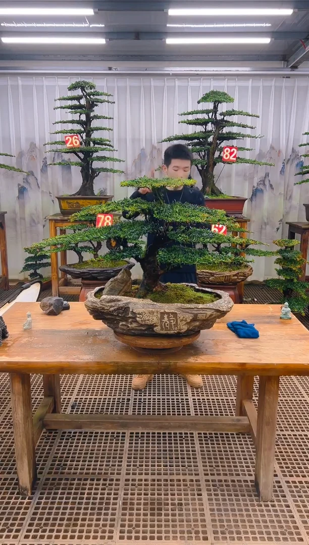 无花朵:****꧂精品盆景直播间一物一拍