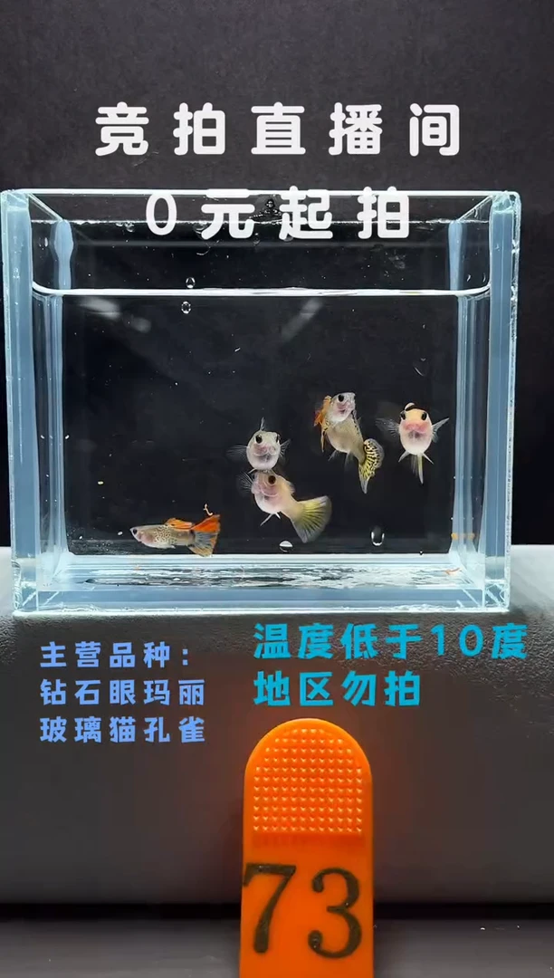孔雀鱼玻璃猫5只编号73
