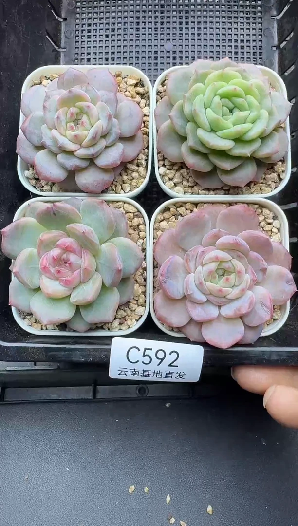 珍妮杂交多肉C592