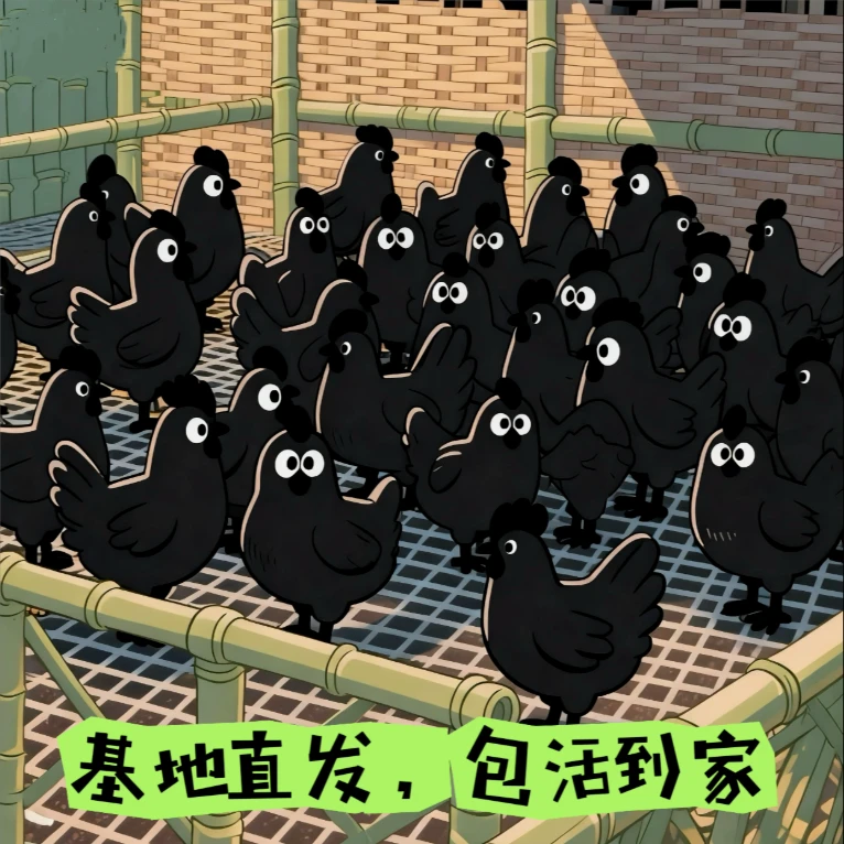 （13只）正宗纯种五黑鸡，绿壳蛋，顺丰包邮，宠物鸡4两左右发货