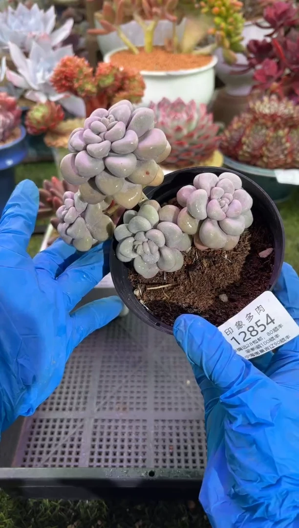 【闪购商品】12854