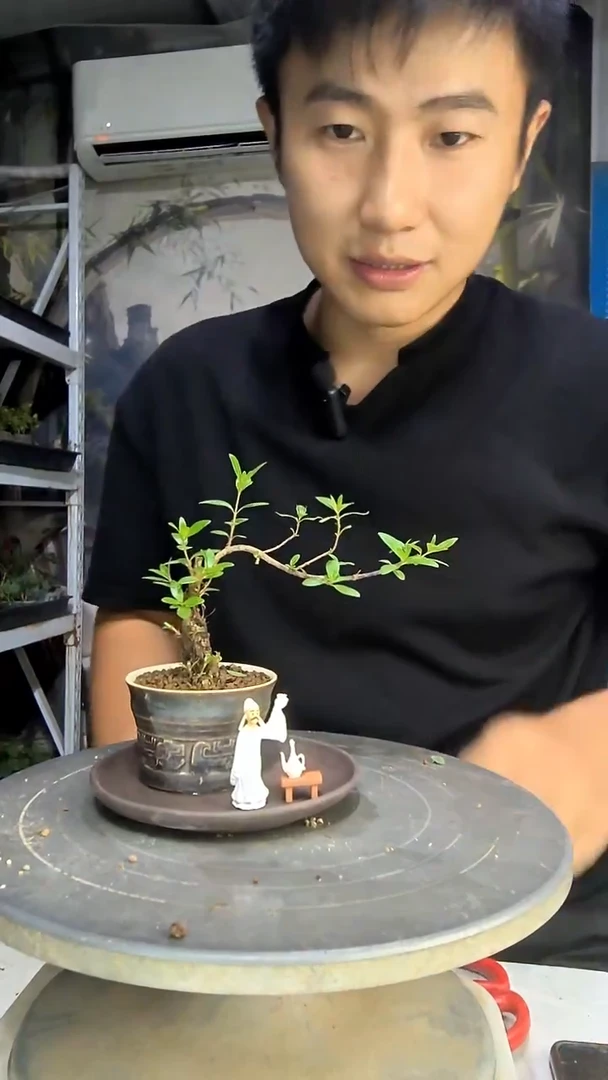 竹*中青园艺一物一拍40