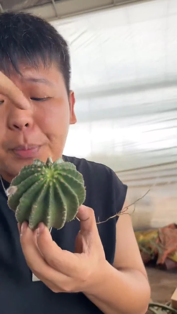 2颗 浓桃筋【带根】6-8cm