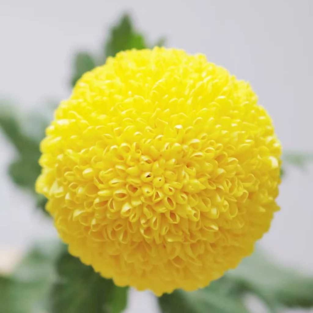 乒乓菊（黄、粉、白、绿、紫）