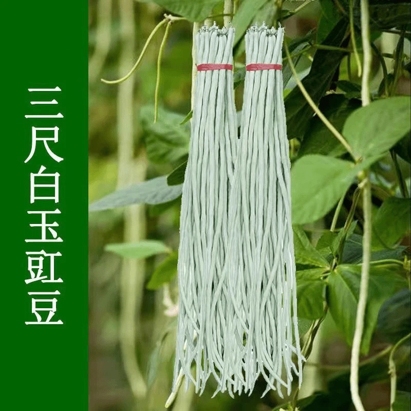 【满5元包邮】大白条豇豆种子特长白豆角简单易种春夏秋季搭架田