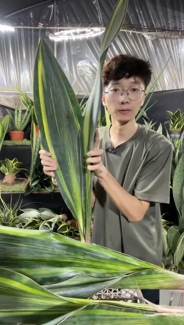 宝镜双叶60cm起裸根29.8