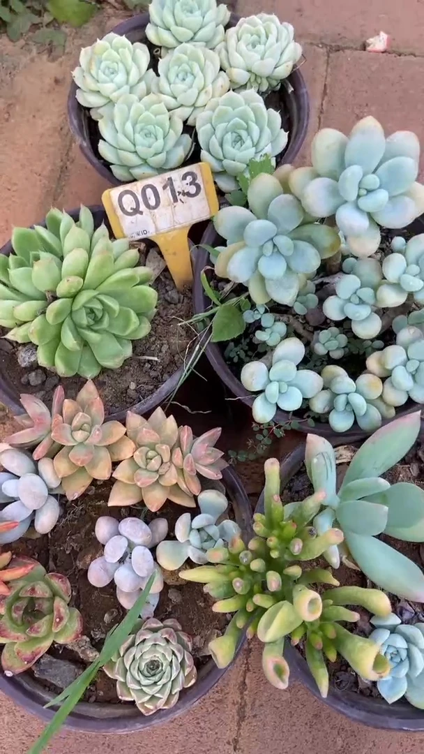 Q013多肉组合默认脱土发货