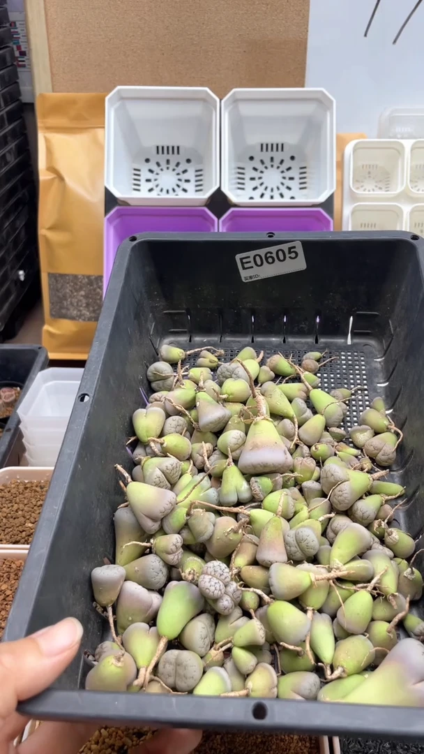 0605直播一物一拍