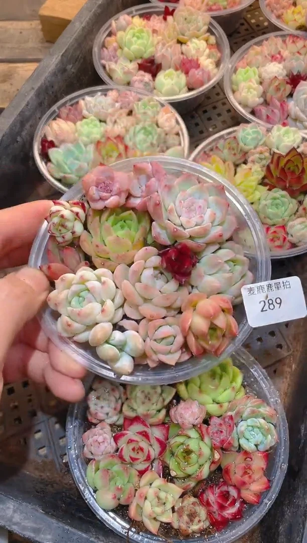 289精品福利     量拍