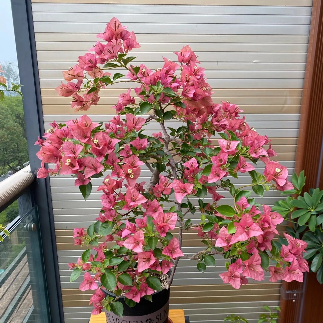 花草 所罗门 带盆带土带花发货勤花四季开室内外观花三角梅