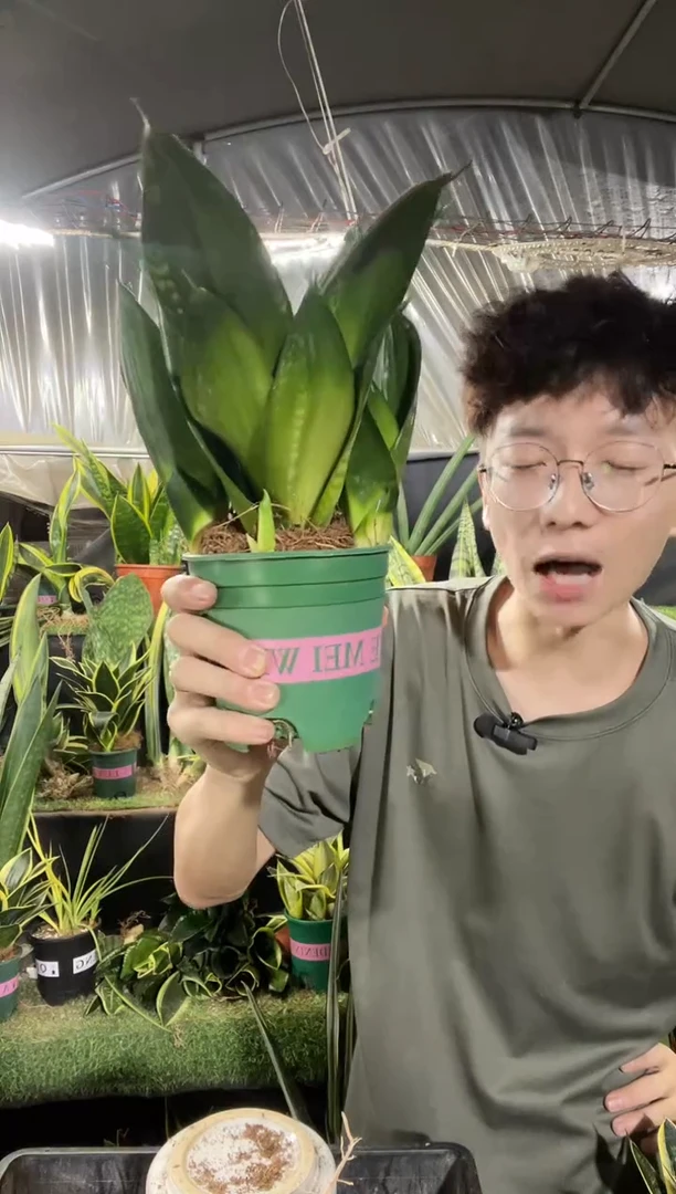 雪花兰带盆土8.8