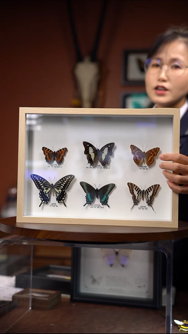 6只蝴蝶组合款   常规