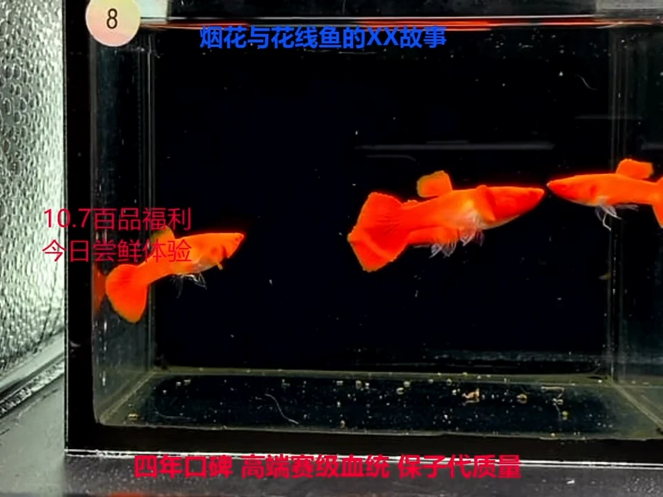 孔雀鱼红头过背双份水