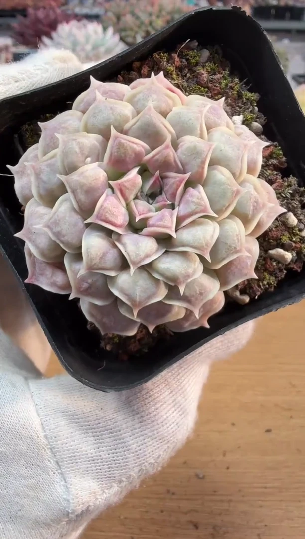 东云多肉园二店-183