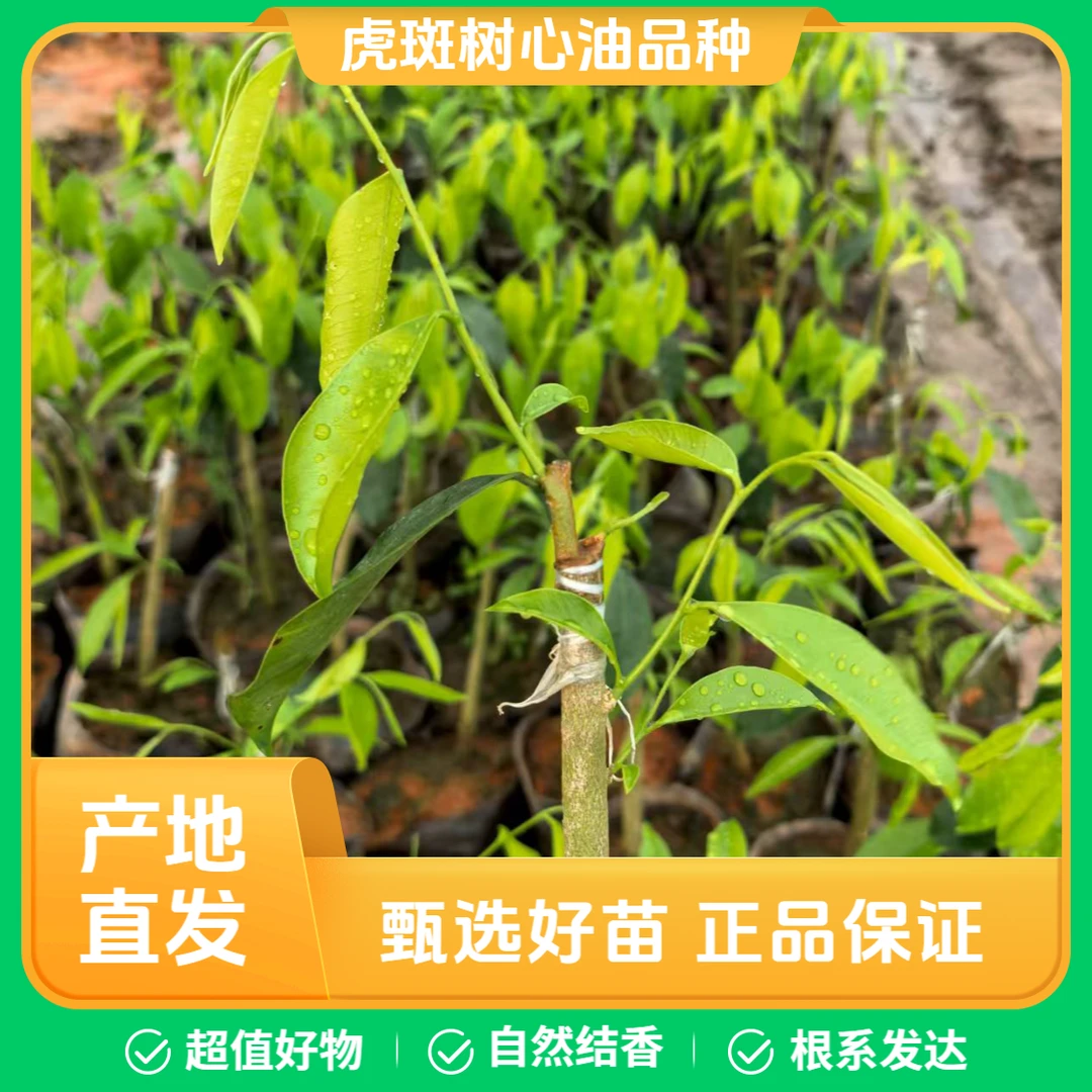 产地直发正品虎斑树心油1号奇楠沉香优质小苗自然结香包邮新品