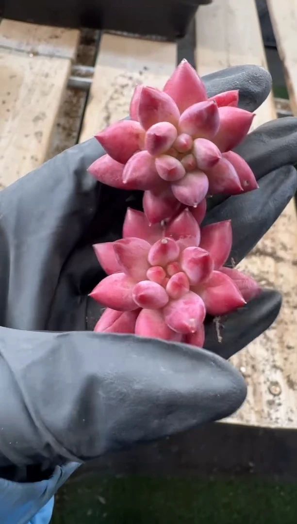 【闪购商品】134号到手2棵--江北多肉