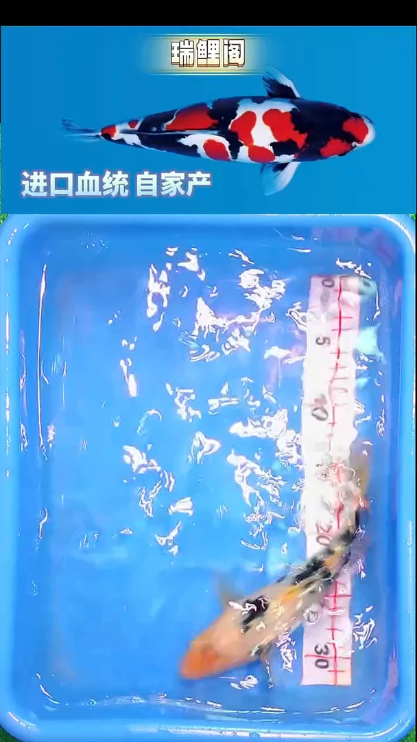 锦鲤瑞鲤阁精选--25