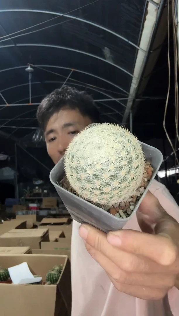 实生满月18.99====