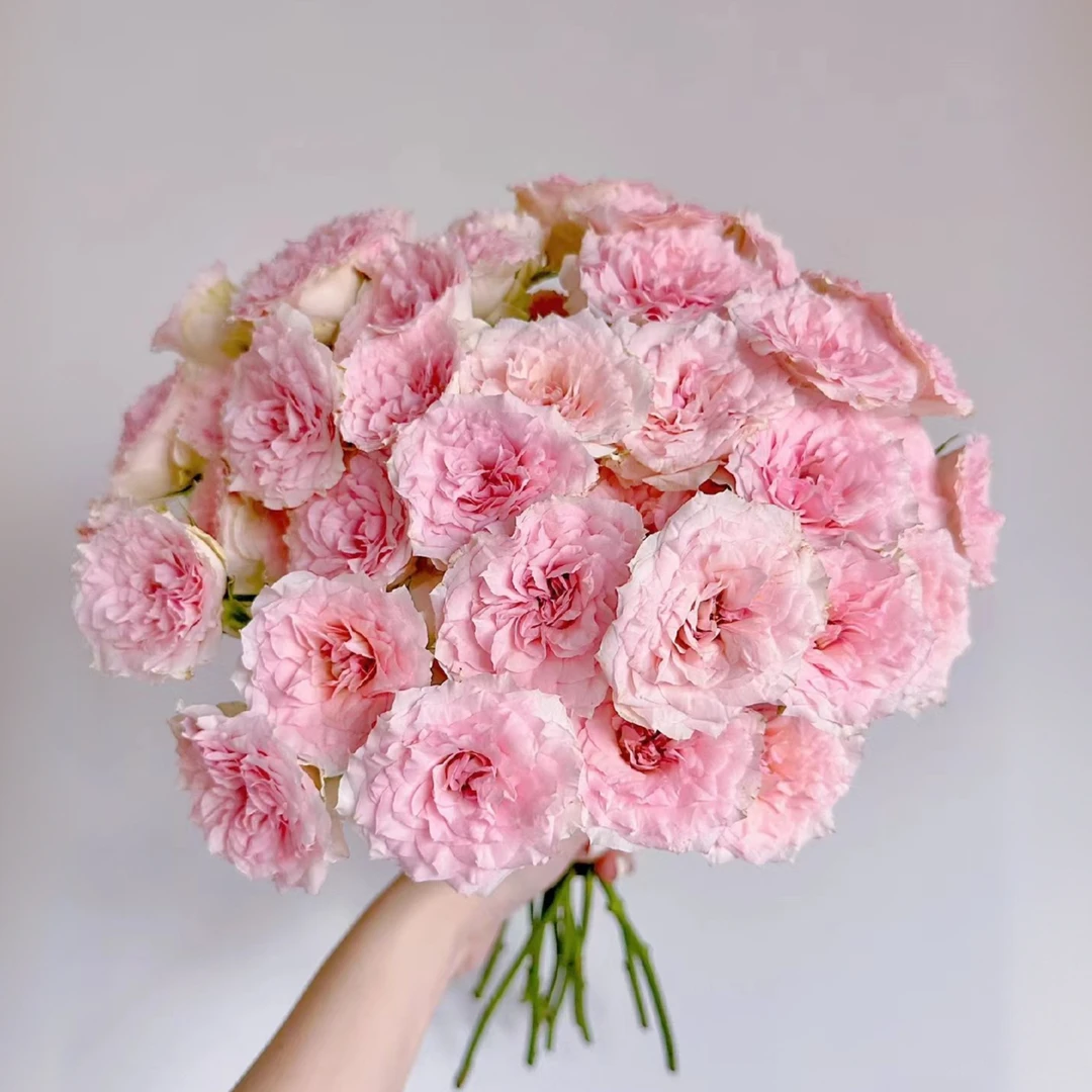 【秦小胖】情蜜罗拉多头玫瑰 （注意：特殊花材，收到带包装醒花)