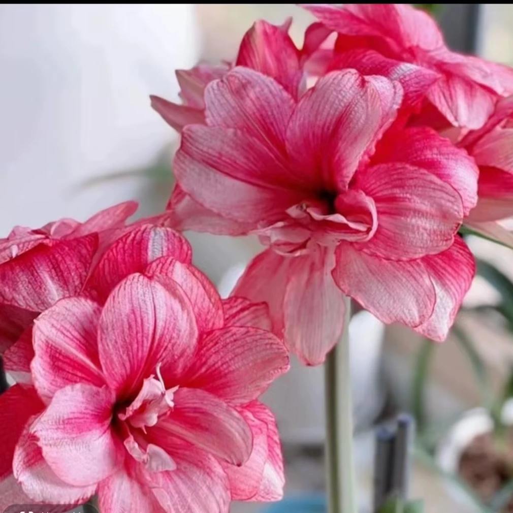 朱顶红种球庭院观赏花卉室内阳台盆栽植物开花球