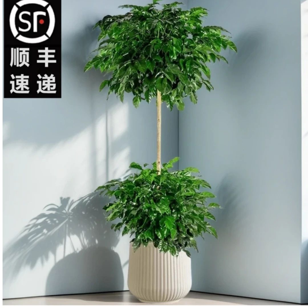 顺丰速递1.3 - 1.5米两层幸福树大型室内绿植净化空气四季常青