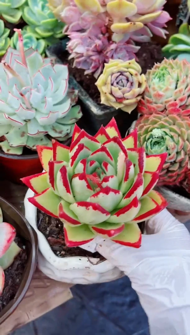 10071多肉植物一物一拍