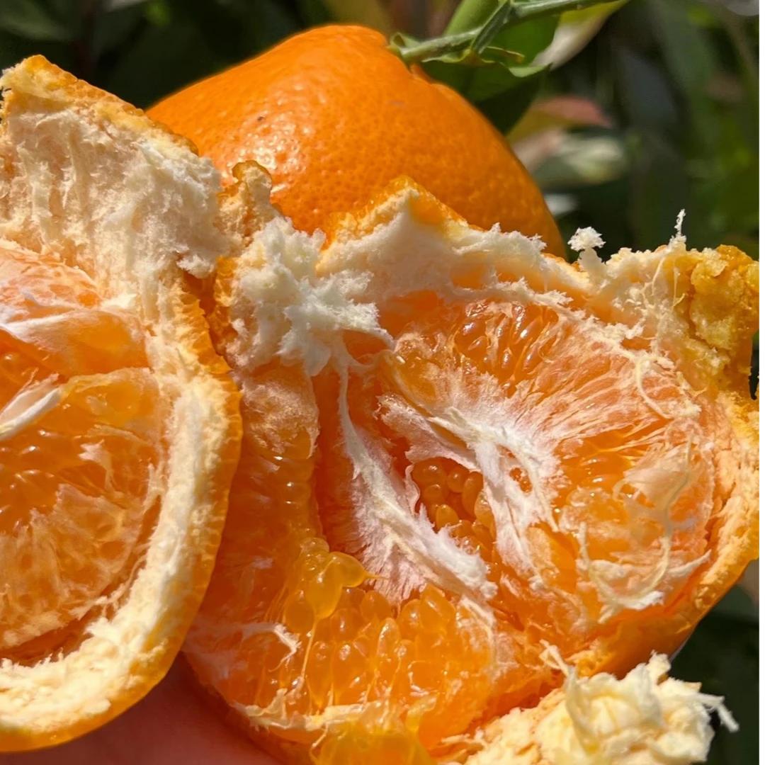 【龙大嘴】康氏春见耙耙柑