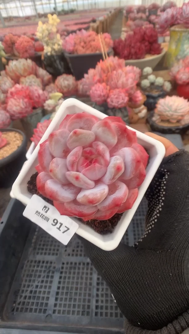 917紫皮橙多肉植物一物一拍