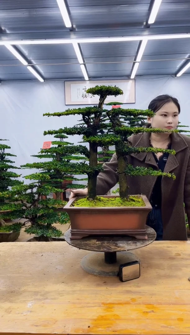 无花朵一物一拍，所见即所得