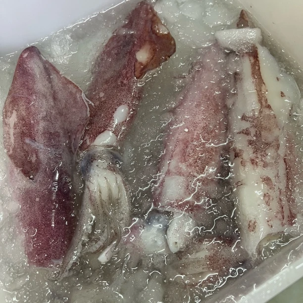 （可快递）冰鲜-鱿鱼到手500g