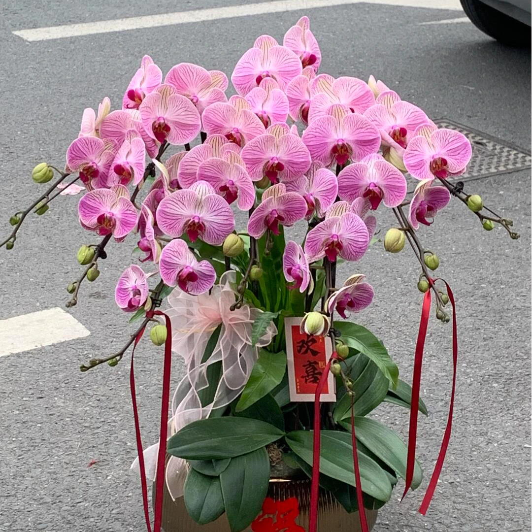 超大花2个花剑 苗好【旋律】蝴蝶兰能开5-7个月