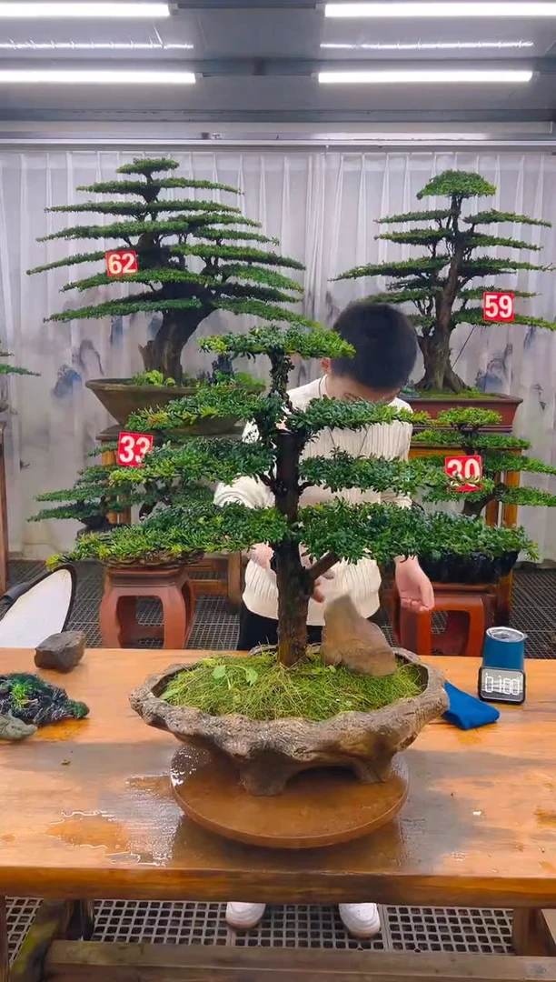 无花朵精品盆景直播间一物一拍