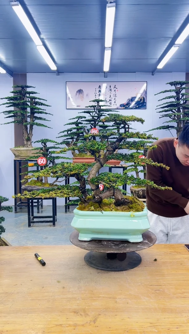 无花朵000000000000000