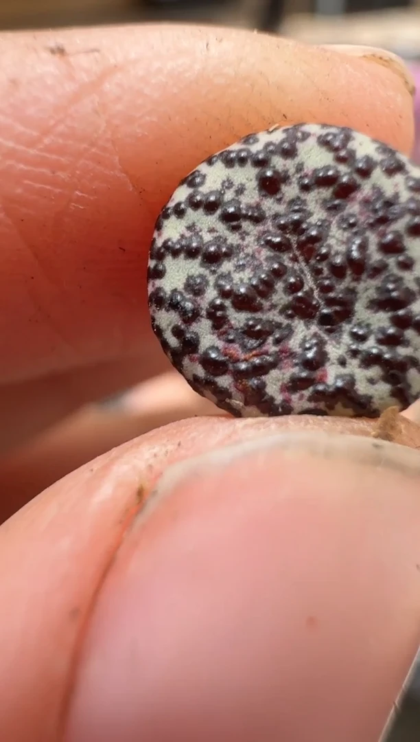 风****生29-219多肉植物肉锥TS6.3