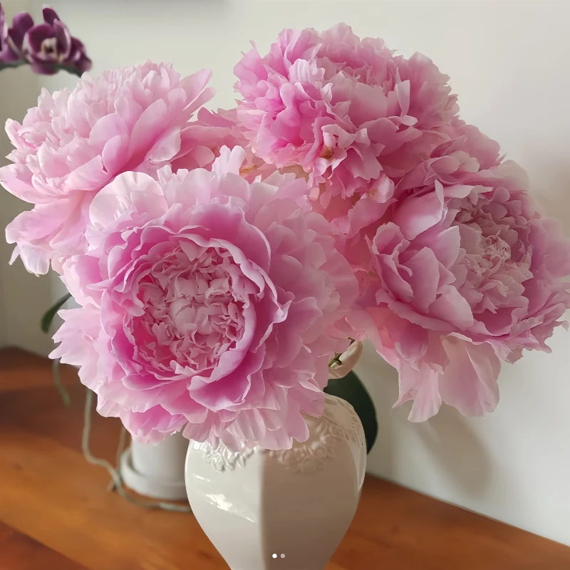 【餐盘】芍药菏泽重瓣芍药  秋后栽种