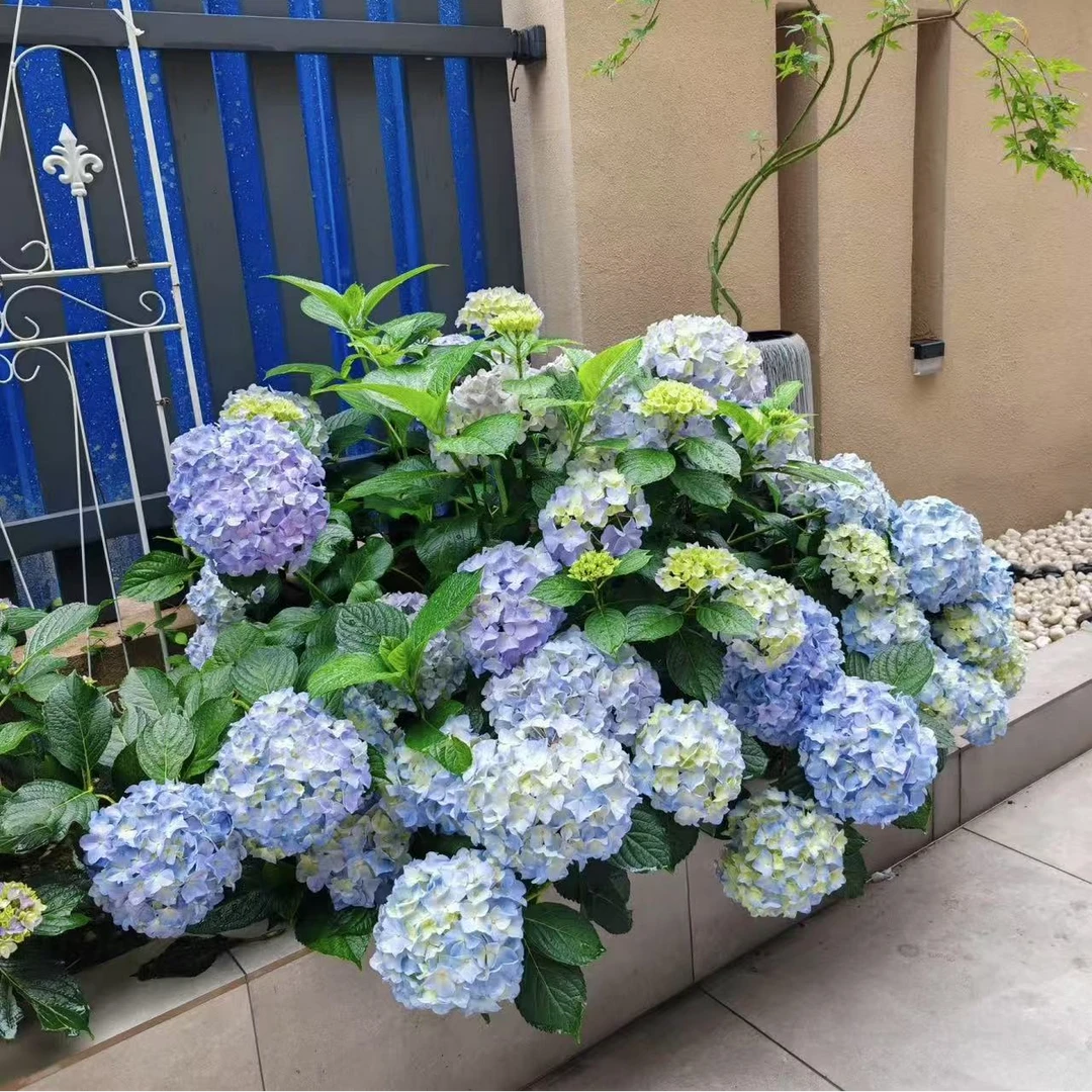 【易多梦幻】绣球花盆栽花卉庭院阳台新手易养护