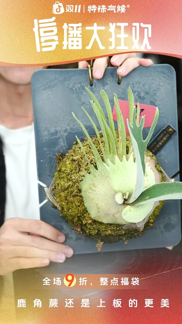 不开花植物W213-AR孢子苗特选