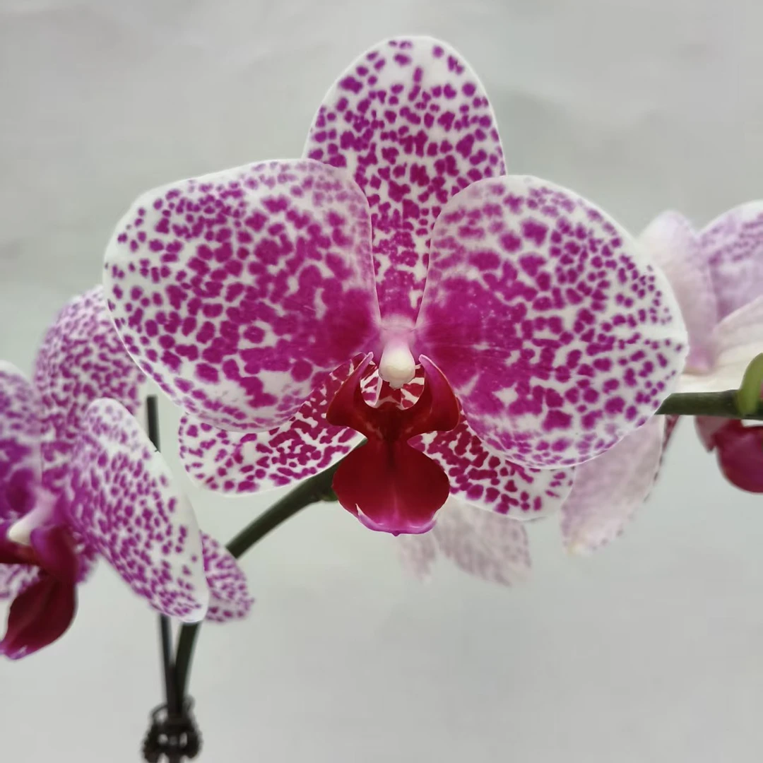 欢然花田培植蝴蝶兰（太阳美人）单剑福利品叶片开裂是正常现象