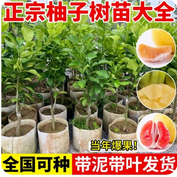柚子树苗正宗嫁接红心蜜柚沙田柚子特大柚子盆栽地栽四季当年结果
