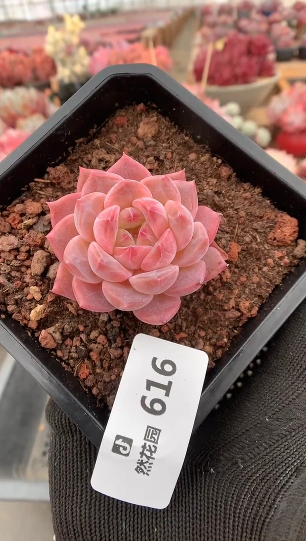 616琥珀多肉植物一物一拍