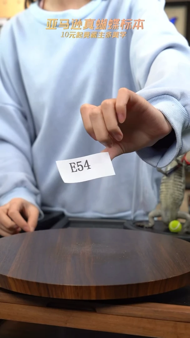 蝴蝶标本摆件竞拍e54