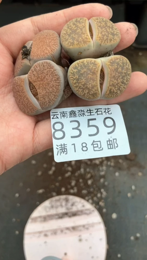【闪购商品】8359特价紫熏玉有瑕疵发货1颗量拍