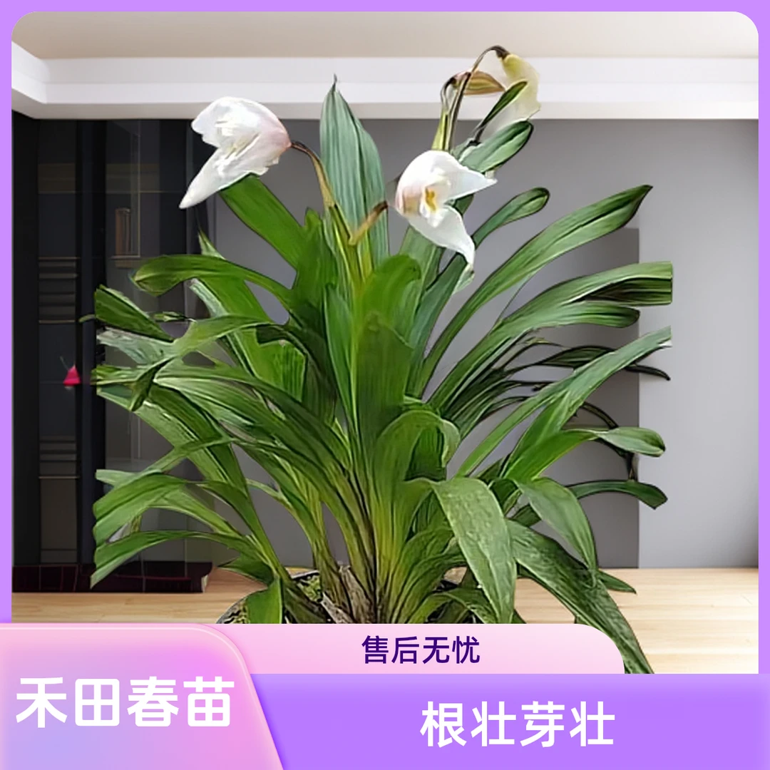 禾田独占春根好苗壮