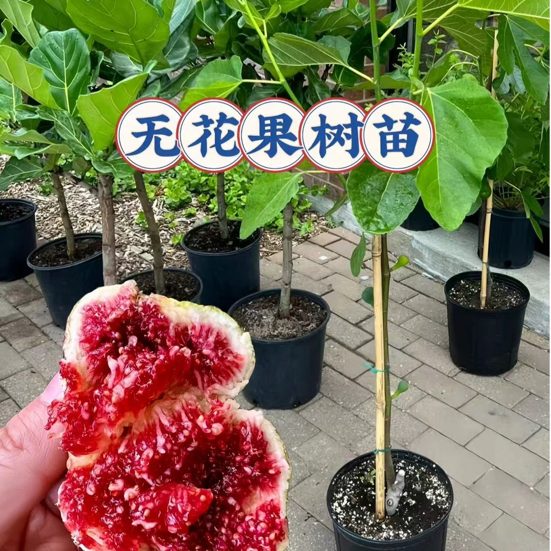 云南基地正宗波姬红无花果苗盆栽地栽南北方阳台庭院耐寒四季种植