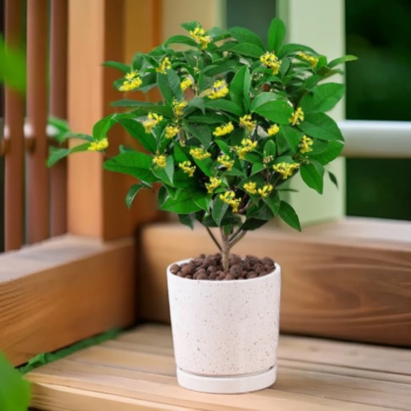 四季桂浓香型盆栽好养适合室内植物外庭院地栽绿植