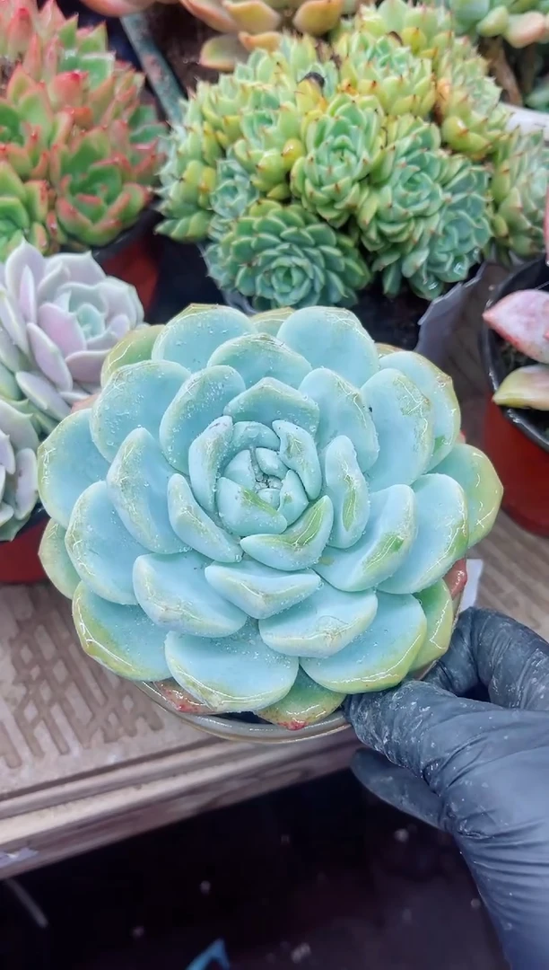 福**喜18035多肉植物一物一拍