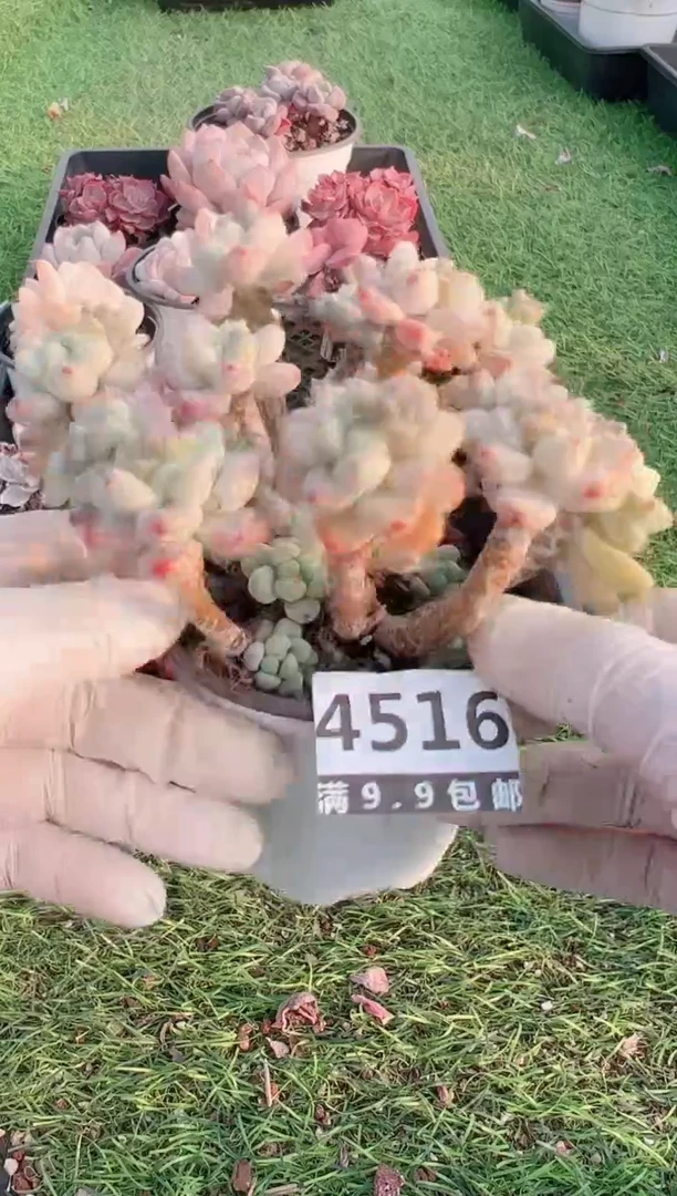 【闪购商品】信福多肉一物一拍