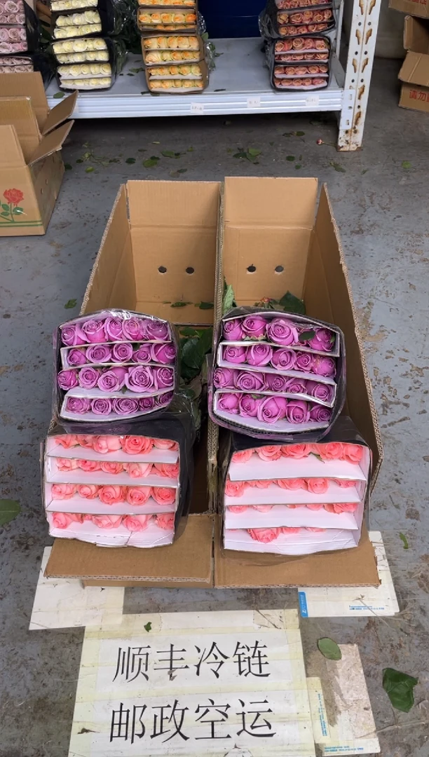 戴安娜20枝+海洋之歌20枝